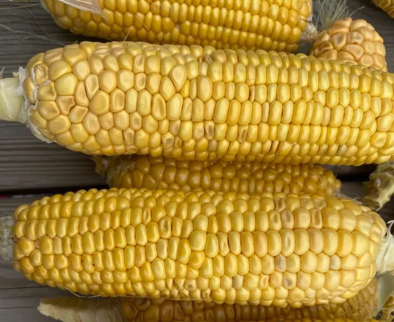 Can you Sow & Grow Sweetcorn in Raised Beds?