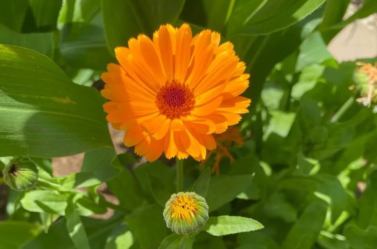 Flowers in the Vegetable Garden for&nbsp;Pollinators