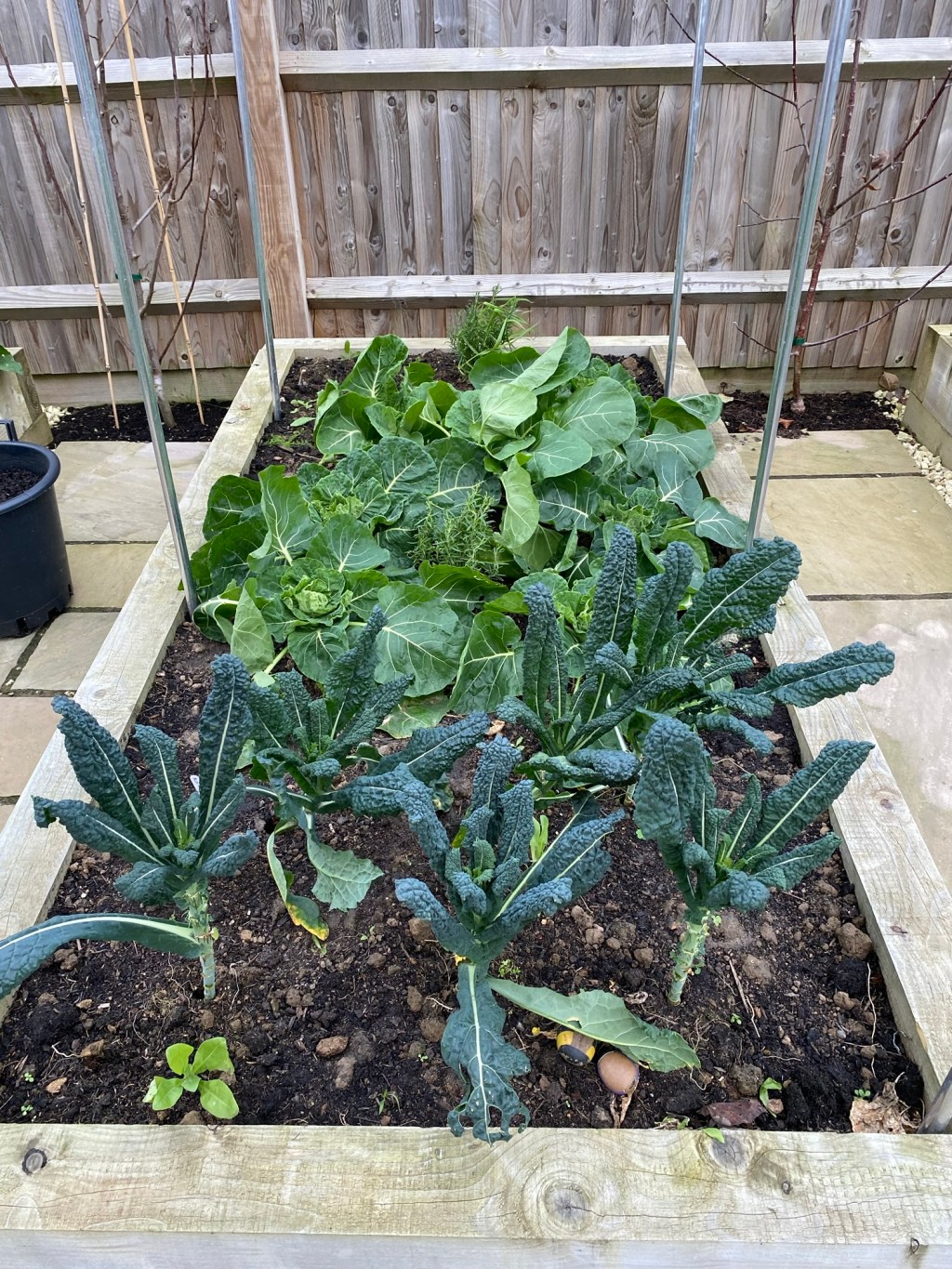 Winter Vegetable Garden – Video Walkthrough in&nbsp;December