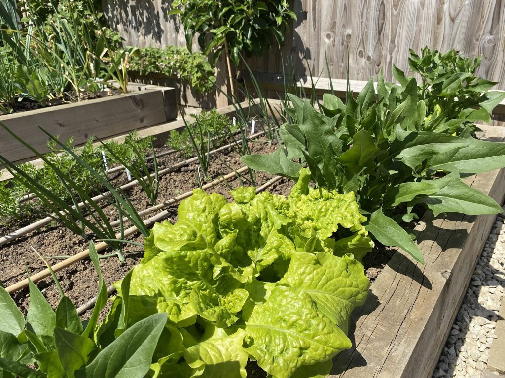 The Sow Grow Harvest Vegetable Garden in&nbsp;May