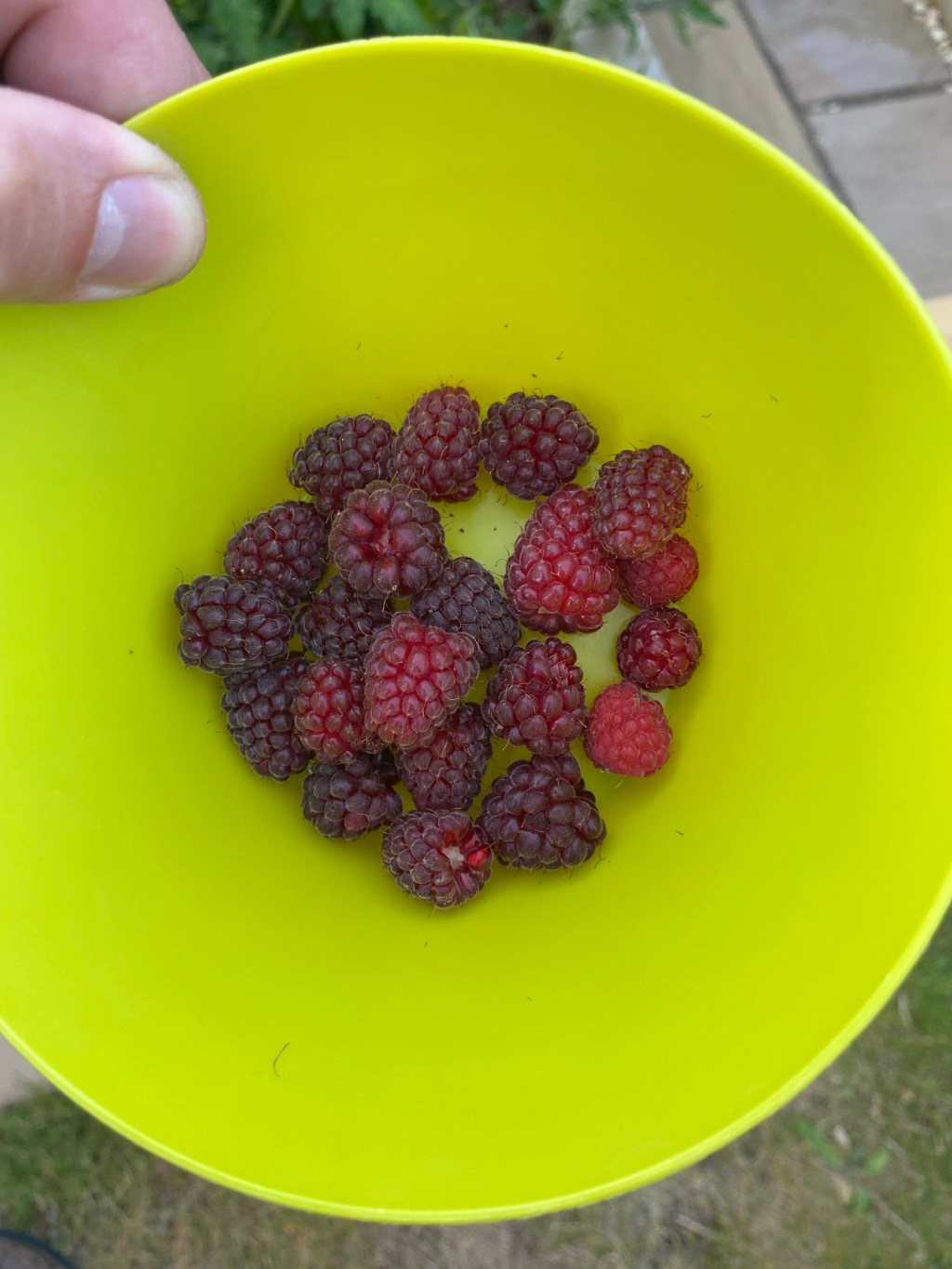 June Harvest – Lettuce, Radish, Broad Beans, Cucumbers, Logan Berries, Blueberries.
