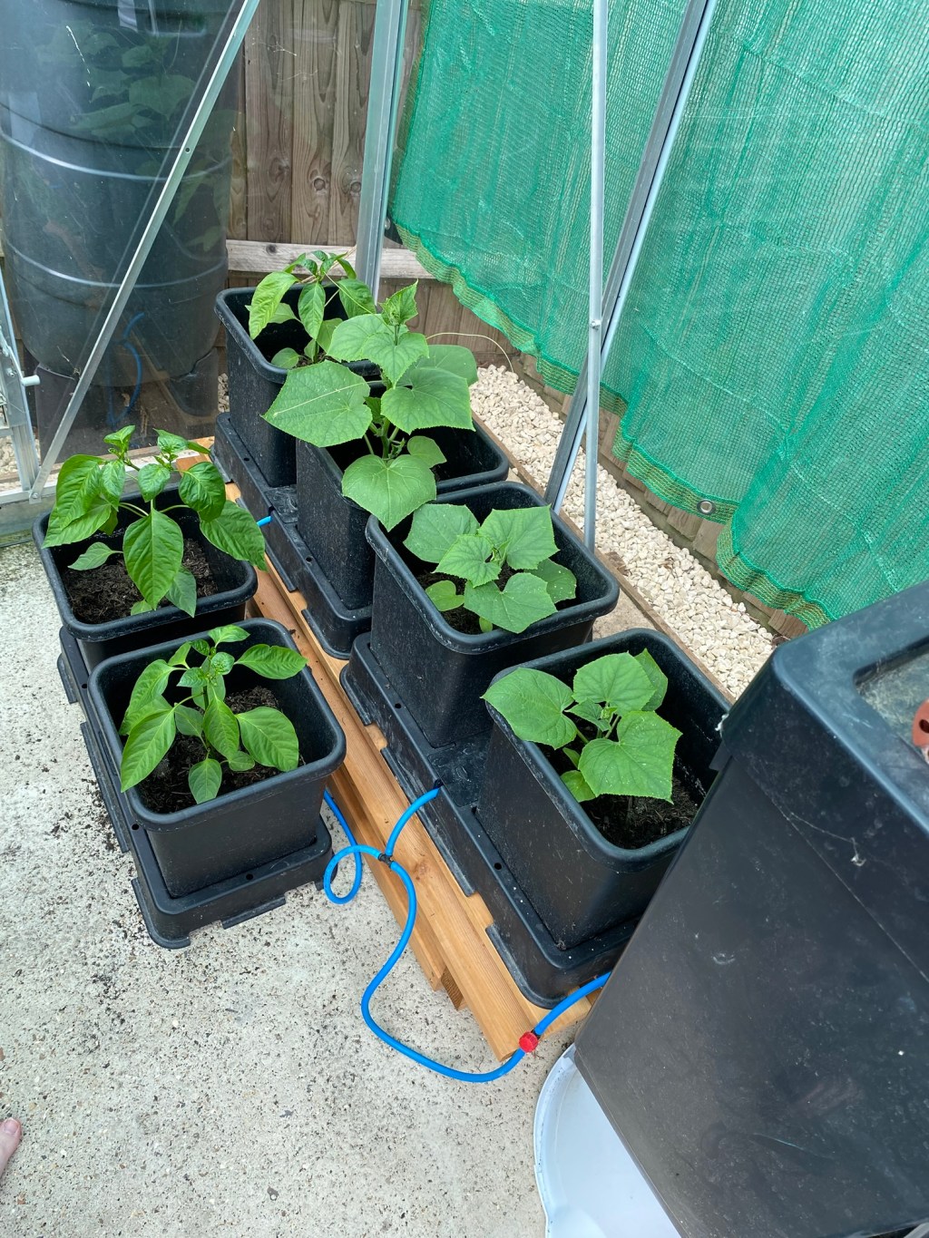 The Best Watering Systems for Vegetable Gardens & Greenhouse – Pros & Cons
