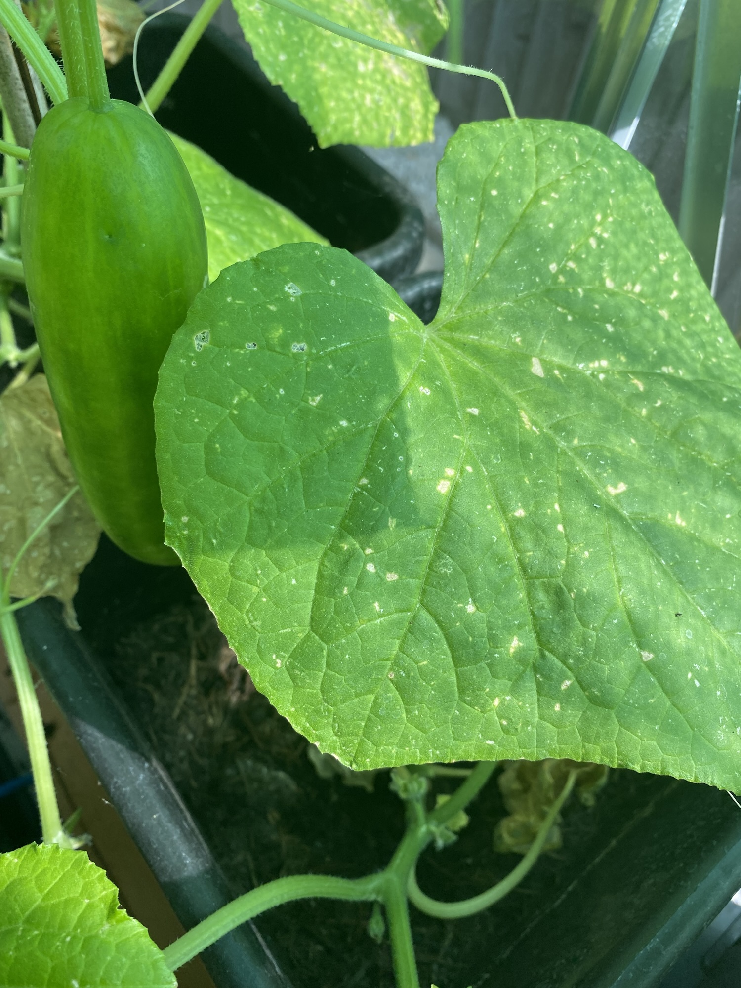 Think Like a Grower: What Your Plant Leaves are Trying to Tell You