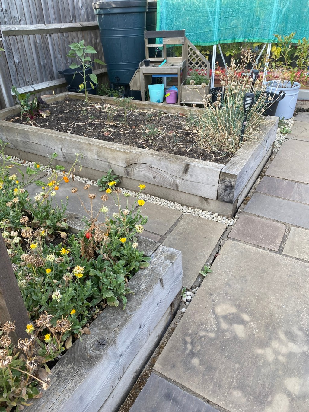 What to Sow in August: The Great Raised Bed Staring&nbsp;Competition