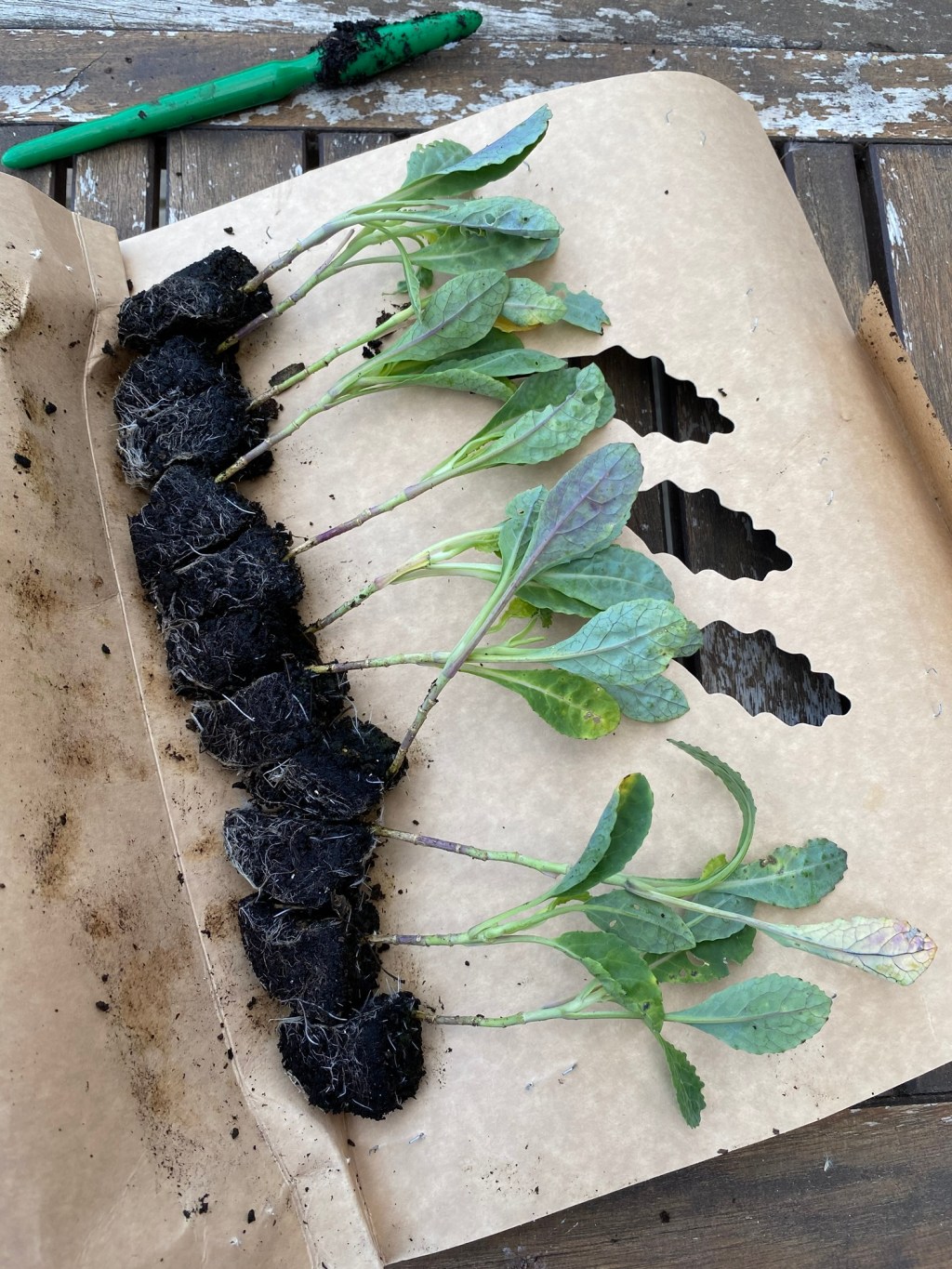 Buying Vegetable Plug Plants: What I Bought for my Winter Vegetable Garden